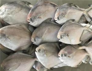 Quality HACCP Certificated 300g 400g Fresh Frozen White Pomfret wholesale