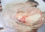 Whole Monkfish Gutted Iqf