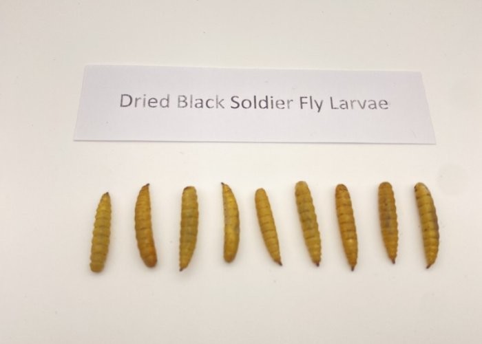 B2B Buyers Delight Nutritious Black Soldier Fly Meal from