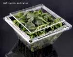 Customized square anti fog PET transparent vegetable lock fresh box disposable