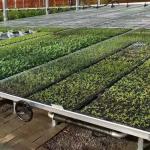 Vegetables Ebb And Flow Tray Seeding Bed Greenhouse Rolling Benches
