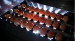 Industrial Chicken Egg Washing Machine Automatic Chicken Egg Processing Line