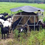 Cattle Feeding Galvanized Livestock Fencing Hay Feeder Powder Coated