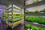 Intelligent Temperature Control Juxiang Leafy Vegetable Container House Heating