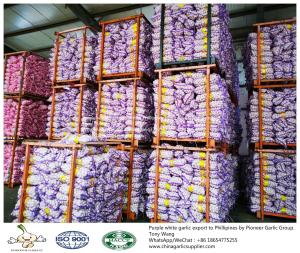 Quality Garlic to Philippines with mesh bag wholesale