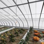 JX-A00172 Tunnel Greenhouse for Commercial Soilless Culture System of Strawberri