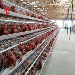 Professional Layer Battery Cage Install In Nigeria Automatic Chicken Cage Doris