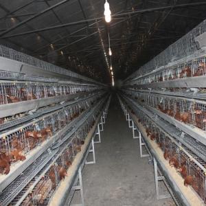 Quality A Frame Poultry Battery Cage Automatic Feeding Cleaning System wholesale