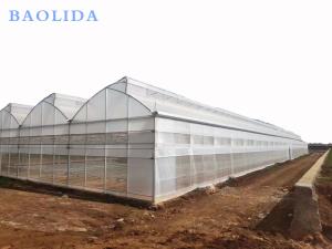 Quality Tropical Roof Ventilation Strawberries Seedbed Nursery Multi Span Greenhouse wholesale