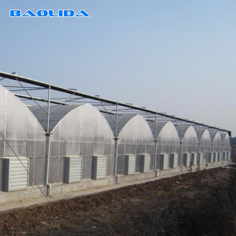Vegetable Polyethylene Plastic Sheeting Greenhouse Galvanized Steel Frame