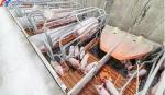 Customized Piggery Shed Steel Structure Animal Husbandry Green House