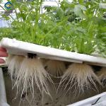 Customizable Agricultural Greenhouses Aeroponics Lettuce Hydroponics System