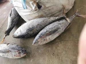 Quality Whole Round 100% naturel BQF 20kg up Seafrozen Yellowfin Tuna wholesale