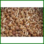 Frozen Pholiota Nameko Mushroon Whole