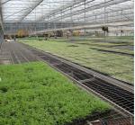 Flower Vegetable Growing Greenhouse Grow Beds Hot Dip Galvanized Stand Material
