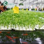 Vegetable Fruits Flowers Aquaponics System Multi-Span Agricultural Greenhouses
