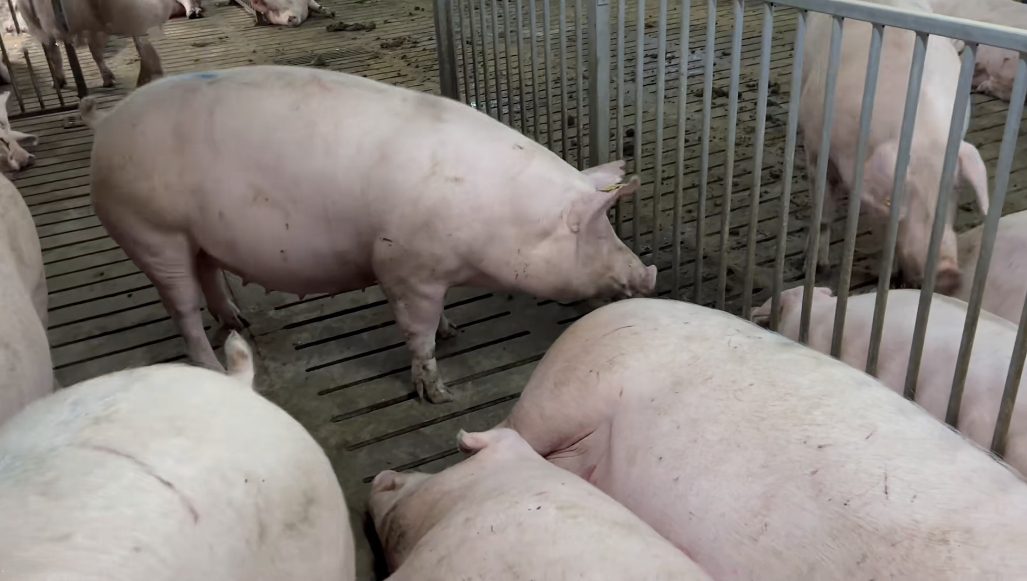 Sow Cages Livestock Farm Equipment Gilt Sow Gestation Stalls
