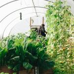 agriculture Plants Round Tunnel Single-span Side Ventilation Tunnel Plastic