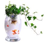 Glass hydroponic vase flowerpot transparent dinosaur egg green bamboo bamboo