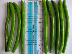 Quality IQF Frozen Green Beans S , M Size wholesale