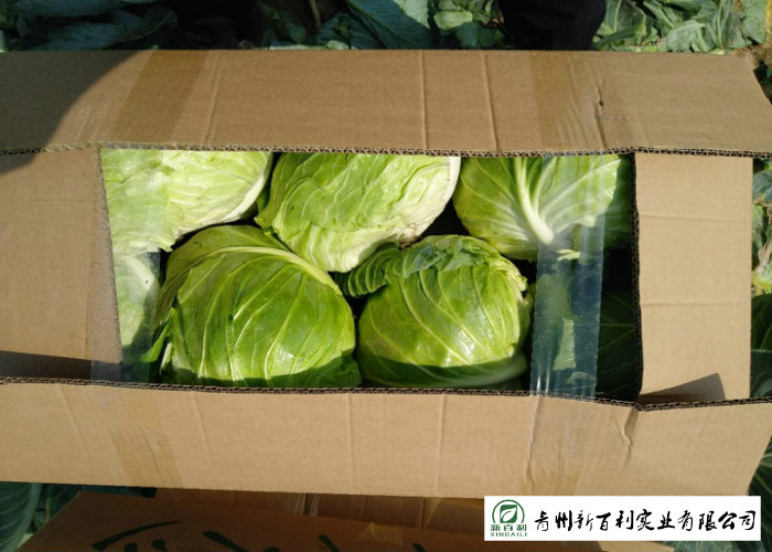Japan Standard Fresh Green Cabbage Big Size Own Plantation Delicious Taste