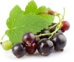Dried black currant p.e 5%-25% for HPLC