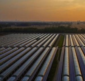 Quality Innovative Single/Multi Span Photovoltaic Commercial Greenhouses for Sustainable Growth wholesale