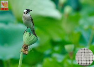 Quality Garden Plastic Bird Netting UV Stabilised , Square Plastic Bird Mesh Black Color wholesale