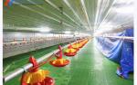 Custom Broiler Poultry Equipment Automatic Broiler Feeding System