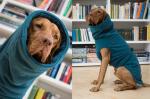 OEM Windproof Waterproof Fleece Dog Coat Suit Machine Washable