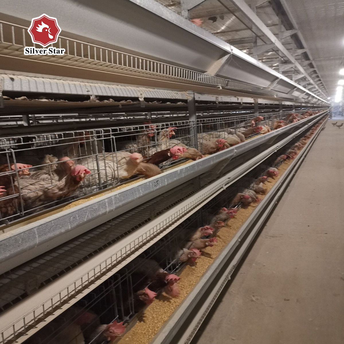 Hot Galvanized Automatic H Type Chicken Cage Layer Poultry For Farming Equipment