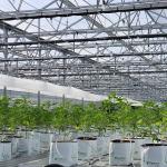 Wind Resistant Prefabricated Multi Span Greenhouse Venlo Type Greenhouse