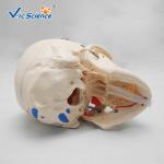 Simulation Training Anatomically Correct Skull VIC-104B Human Body Skull Life
