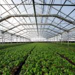 Automatic Light Deprivation Greenhouse Blackout System Greenhouse For Medical