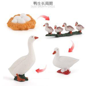 Quality Duck Life Cycle Figure Model Toy For Boys Girls Kids wholesale