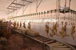 Customized Automatic Slaughtering Machine