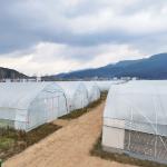Wholesale Greenhouse China Factory Price Manufacture Singlespan Hydroponic