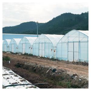 Quality Stable Structure Polyethylene Film Greenhouse / Vegetable Tomato Plant Greenhouse wholesale