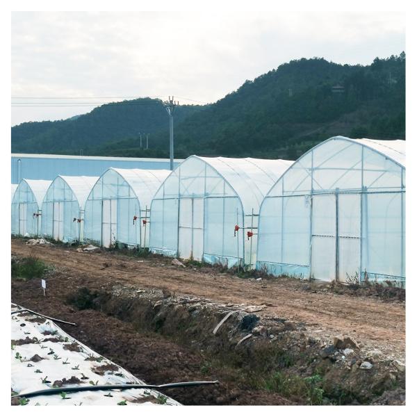 Stable Structure Polyethylene Film Greenhouse / Vegetable Tomato Plant