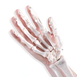 Quality Human Life Size Finger Bone Flexible for Medical Demonstration Study Education with Base Skeleton Hand Joint Model wholesale