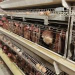 Poultry Cage Chicken Layer Chickens Cage For Farm Layer Chickens Battery Cages