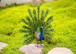 Gorgeous Metal Yard Ornaments Eye Catching Metal Peacock Statue Colorful