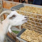 Hay Feeder Wall Mount Free Standing Heavy Duty Sheep Hay Feeder Livestock Feeder