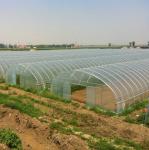 8m 9m 10m Plastic Polytunnel Greenhouse Agriculture Growing Vegetable Flower