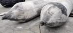 Rubber Global Ship Launching Airbags Marine Lifting Airbag 10 layers