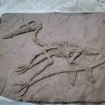 Handmade Museum Dinosaur Replicas , Dino Skull Replica Youth Age