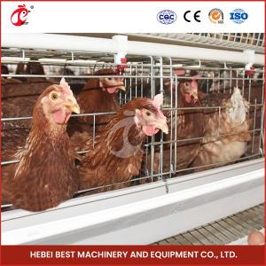 Quality Sturdy White Poultry Cage System For 96-200 Birds Galvanized Steel Structure Star wholesale