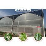 Vegetable Production Agricultural Seeds Strawberry Greenhouses Multi Tunnel