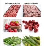 CE 220V 50Hz Household Vegetable Food Vacuum Freeze Dryer Tabletop