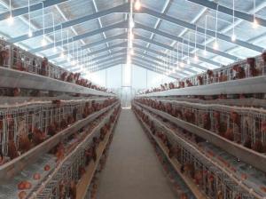 Quality PVC Down Pipe Poultry Farm Structure Chicken Shed With Grey paint Surface wholesale